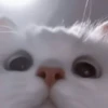 kittens 13