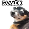 dogsone 7