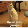Killer Kitty 11
