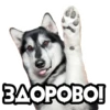 dogsone 8