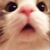 Cute cats 10