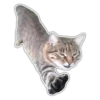 Kittens 7