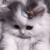 kittens 14
