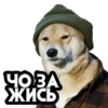 dogsone 10