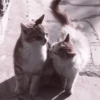 kittens 16