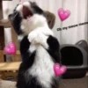 Oh my meow meow