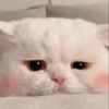 Cute cats 12