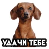 dogsone 11
