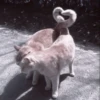 kittens 17
