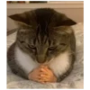 Killer Kitty 14