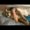 Big Floppa 13