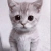 kittens 18