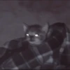 kittens 19