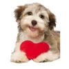 dogsone 12