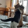 Cute cats 13