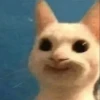 Cute cats 14