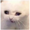 Killer Kitty 15