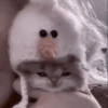kittens 20