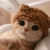 Cute cats 15