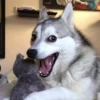 dogsone 14