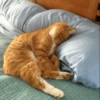Cute cats 16