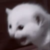 kittens 22
