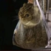 Cute cats 18