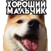 dogsone 16