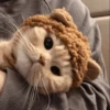 Cute cats 19