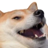 dogsone 17