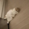 Cute cats 20