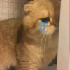 Cute cats 21