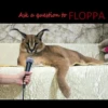 Big Floppa 21