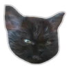 Kittens 10