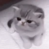 kittens 23