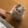 Cute cats 23