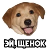 dogsone 20