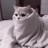 kittens 25