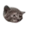 Kittens 11