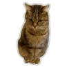 Kittens 12