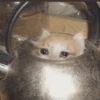 Cute cats 25