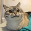 Cute cats 26
