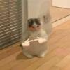 Cute cats 27