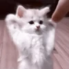 kittens 26
