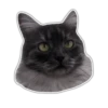 Kittens 13