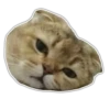 Kittens 15
