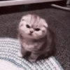 kittens 27