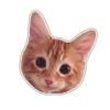 Kittens 16