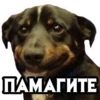 dogsone 22