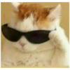 Killer Kitty 24